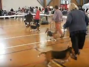 Exposition de Basset artésien normand (vidéo)