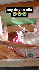 1.3K views · 33 reactions | Saan ako nagkamali!?藍 Gusto ko lang naman may duyan kayo! #lrrosero #lrroserospets #catlovers #cat #FunnyCats #fbreels2025ツ #fbreelsfypシ゚ | LR Pets | Facebook