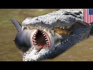 Shark v alligator: Gators eating sharks is now a thing in Florida and Georgia - TomoNews