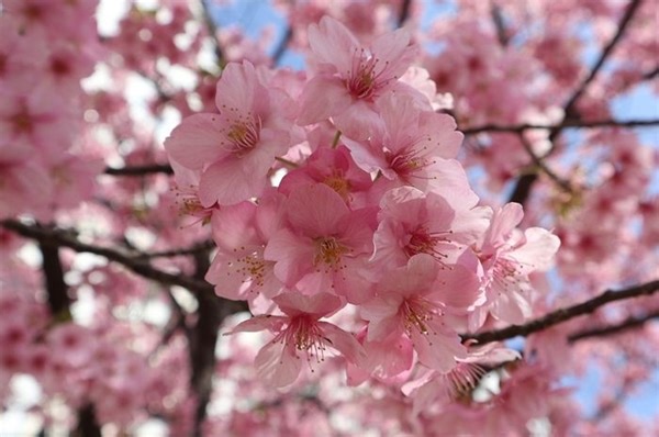 Festival Terkenal di Jepang, Apa Hal Menarik dari Festival Hanami? - Bobo