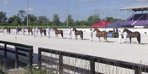 Professionals and amateurs compete at the Peruvian Paso Horse World Show