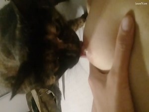 Cat licks horny girls tits