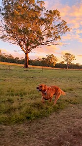 617K views · 38K reactions | Pure joy ❤️‍ #australiancattledog #redheeler #cattledog #redcattledog #dogrunning #dogsprinting #sprintdog #australiansunset | Winnie the Cattle Dog | Facebook