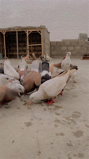 only pigeons on TikTok