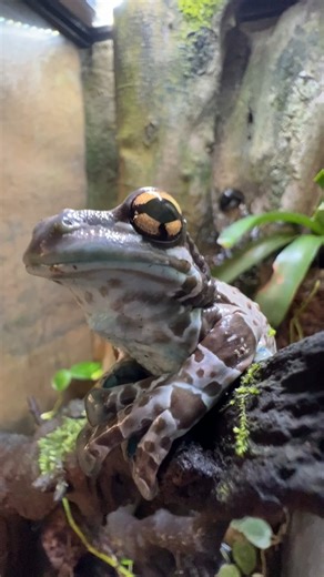 You Can Milk This Frog #milkfrog #amazonian #toad | Brian Barczyk