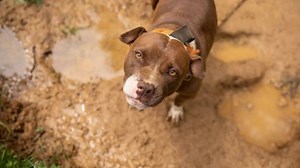 HAPPENING NOW: The ASPCA has aided in the rescue of nearly 600 animals from a suspected fighting operation in Indiana. We found dogs chained outdoors in the mud—some with scars consistent with dogfighting—as well as birds, caged and tethered. Your emergency gift can have an immediate impact on our efforts to rescue animals like these. Donate now. | ASPCA