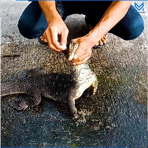 32K views · 105 reactions | Huge monitor lizard found inside a fermented milk store. | Mike "The Situation" | Facebook