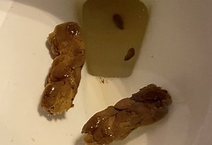 Two Slow Logs and Nuggets