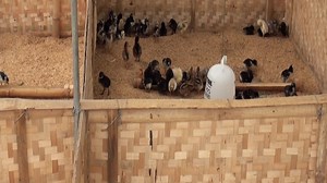 4.9K views · 130 reactions | The evolution of the brooding system at Philippine Native Chicken. #howtoraisenativechicken #commercialproductionofnativechicken #cpufeeds #commercialproductionofphilippinenativechicken #organicnativechicken #PhilippineNativeChicken | Philippine Native Chicken | Facebook