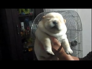 Cutest chow chow puppy-bebeto