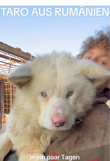 Taro, der blinde Akita: Hoffnung aus Rumänien