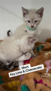 2.4K views · 254 reactions | Key Lime & Cheesecake ❤️❤️ | Fabled Farm Rescue | Facebook