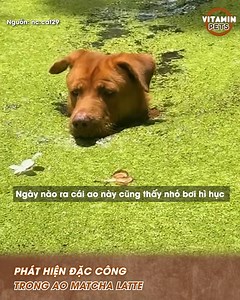 1M views · 23K reactions | Phát hiện đặc công trong ao matcha latte hoá ra bơi chó | YAN Pets | Facebook