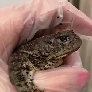 Who remembers Granny T the toad? She had terrible injuries after being attacked by a cat; a fractured skull, her eyes were so damaged she couldn’t see and she had maggots in her ears. Our vet team used their skills to develop an innovative way to help her recover, using a dental product, orabase, which gently numbed the area on her head and created a protective layer that helped facilitate healing. We are so happy for you Granny T! Please send her your love in the comments. Help wildlife like Gr