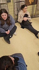 Adoption Event today! | KC Pet Rescue