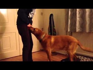 Dog sucks willy