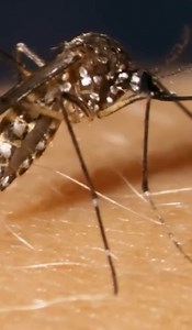 🦟 Who would have thought mosquitoes could be part of the solution to mosquito-borne disease? PBS Human Footprint featured our Wolbachia method in "Improbable Allies" - exploring how we're turning disease-carrying mosquitoes into disease-fighting allies in Cali, Colombia. Watch the 13-minute segment via link in the comments. #Science #PublicHealth #Innovation #Dengue #Mosquitoes #PBS #Wolbachia | World Mosquito Program
