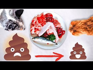 Your Pets Will Poop Less On Raw Food