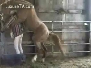 Powerful Horse mounting its owner and pounding him good