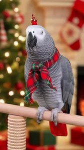 42K views · 2.7K reactions | #viralreels #talkingparrot #Christmas #birdlife | Beak Bloopers | Facebook