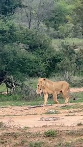 3.5K views · 21K reactions | A morning in the Giraffe Pride nursery....