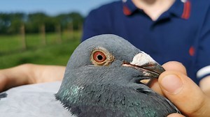 30K views · 4.5K reactions | Recap Gueret 2021 ⬇ The National winner Belgium from Guéret 2021 in the category "Yearlings" is Vandenberghe Arno (Ophasselt). Congratulations Arno! 拾拾 | PIPA | Facebook