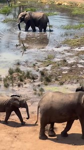 1.2K views · 109 reactions | Mommy and me meetings  As temperatures continue to climb in the build-up to summer, elephants of all ages converge around waterholes for a refreshing dip or drink, making for some fantastic sightings like these! | Victoria Falls River Lodge | Facebook