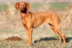 Hungarian Vizsla - Ultimate Guide (Personality, Temperament, Health etc.)