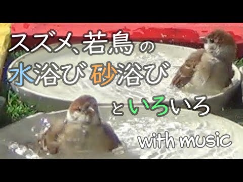 #250：スズメ、若鳥の水浴びと砂浴びといろいろ_音楽（Sparrows and young birds bathing in water, sand, and more.） summer 2025