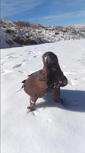 My golden eagle sits on snow and plays with me in the mountains🦅