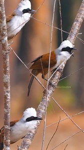 Whitecrested Laughingthrush Birds Wincent hU3oT #bird #wildlife #nature | HAWI Studios