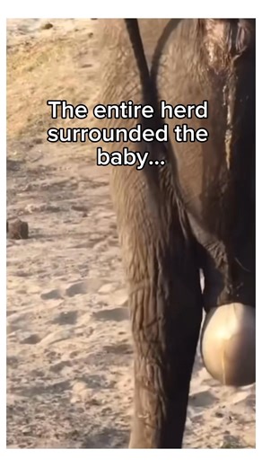 Elephant ask for help❤️ #wholesome #animals | Lovingcreaturez