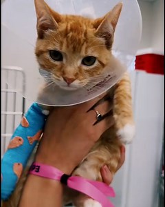 81K views · 933 reactions | The tiniest little cast you ever did see 凉  | UNILAD | Facebook