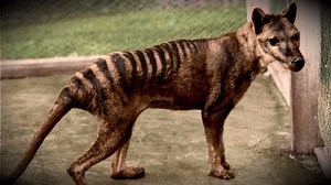 El Niño extinguió a los tigres de Tasmania en Australia continental, según estudio