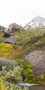 Dogs deserve a lifetime of adventure – and our formulas are full of the ideal nutrients to help make those adventures possible. | Black Gold Explorer - Premium Pet Food | Facebook