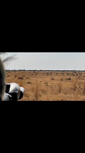 Blesbok hunt! | Henry Griffiths