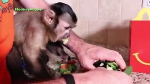 304K views · 10K reactions | a cute little monkey enjoys a Mcdonald's Happy Meal!  | MonkeyBoo | Facebook
