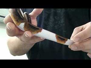 2009 Piebald Ball Python (Pied)