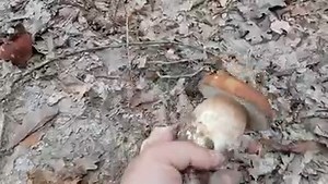 126K views · 2.5K reactions | Funghi Porcini on Reels | Facebook