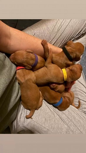 Vizsla puppies are the cutest! | Big Sky Vizslas