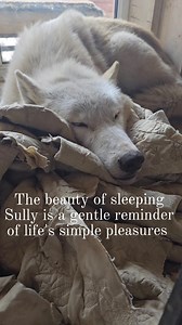 Why do we love watching our dogs sleep 😍 | Walking With Wolf dogs - Jet & Sully