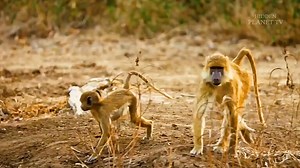 62K views · 2.2K reactions | 女 Welcome to “Lion Attack: The Wildest...