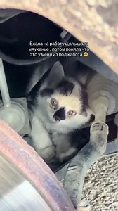Звучит мяу под капотом — как защитить котёнка и найти дом