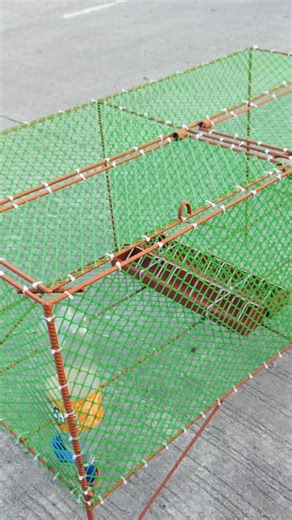 Quality cages for our chicks😍, Available at Attila-ook Free-Range🇵🇭 #chickshunting #giantbreeds #fertileeggs #chickencages #kanawayonproject | Bohol Giant Chickens