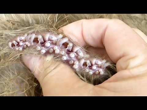 Removing Monster Mango worms From Helpless Dog! Animal Rescue Video 2022 #97