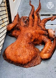 4.6K views · 21 reactions | Giant octopus caught and released in open sea | Awesome | Facebook