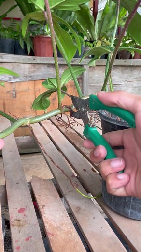 HOW TO CUT PHILODENDRON PLANT #PLANTS #luckyplants #pampaswerte #swerte #indoorplants #luckyplant#PlantTrends2024 #GreenThumb #IndoorJungle #UrbanGardening #PlantObsession #BotanicalLove #PlantLife #NatureLovers #LeafyGoodness #verticalgarden #halamananfestival #pothos #moneyplant #aroids #Plants #Garden #Gardening #halamanan #PinoyPlantito #Markofthejungleplants#cactus #succulents #houseplants #cartips #propagations #indoorplants #Plantito #Garden #goldenpothos #gardendecorationideas #gardentou