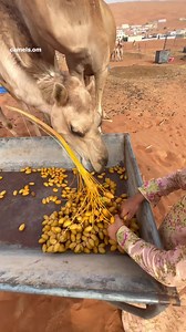 1.1K views · 77 reactions | Bon appétit | menu: fresh dates, Oman  Join ► Travel To Oman Group : [camels.om] #OmanPocketGuide #Oman #MyOman #TravelToOman #Travel #Viral #Trending #reels #oman_reels #uae #dubai #abudhabi #qatar #Qatar2022 #India | Oman Pocket Guide | Facebook