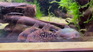 Wild corydoras pantanalensis replenish😁 | Aquatic Avenue - The Aquarium Specialist