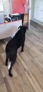 2.9K views | Humane Society of Henderson County Kentucky on Reels | Facebook